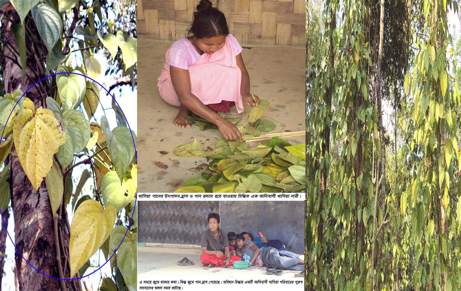 আদিবাসী খাসিয়াঃ গভীর বনের পানপুঞ্জি হুমকির মুখে