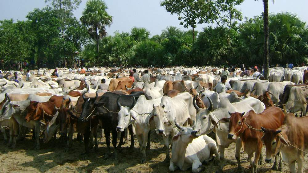 সাতক্ষীরা সীমান্তে গরুর খাটাল চাদা নিয়ে সংঘষের আশঙ্কা