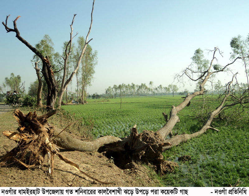 নওগাঁয় কালবৈশাখী ঝড়ঃ ৬০টি গ্রাম লন্ডভন্ড,সাড়ে ৪ হাজার হেক্টর ফসল নষ্ট