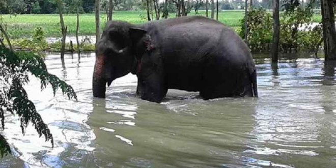 সুস্থ হয়ে উঠছে সেই হাতিটি