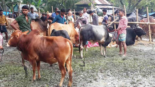 কুরবানি ঈদে মূল ভরসা দেশি পশু