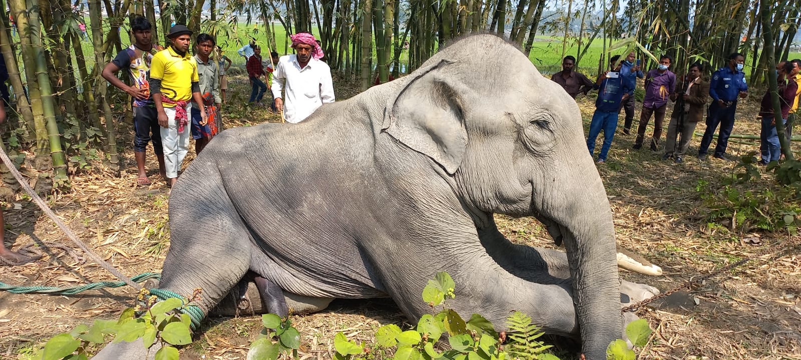 বন্যপ্রাণী ব্যবস্থাপনায় নতুন মাইল ফলক