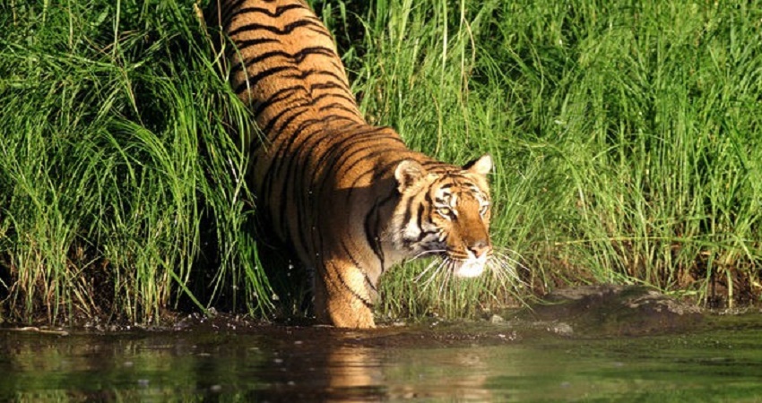 সুন্দরবন: মহিমান্বিত লাস্যময়ীতা