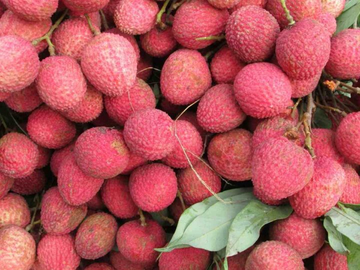 বিদেশে রপ্তানি হবে লিচু